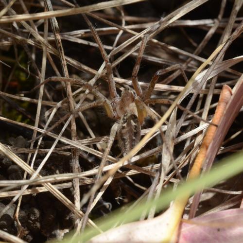 Agelena labyrinthica